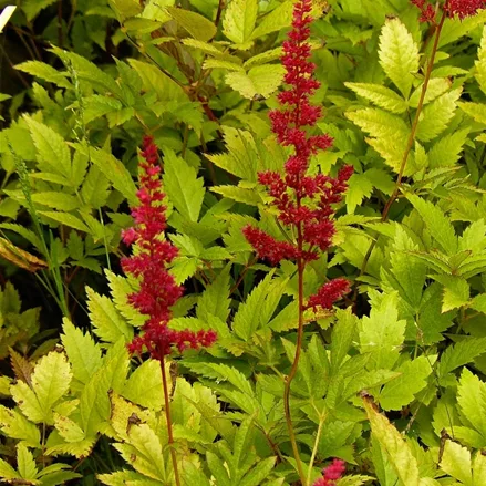 Astilbe x arendsii 'Glut'