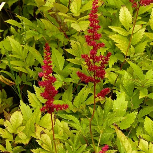Astilbe x arendsii 'Glut'