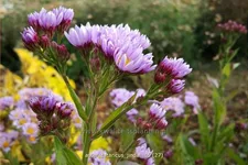 Aster tataricus 'Jindai'