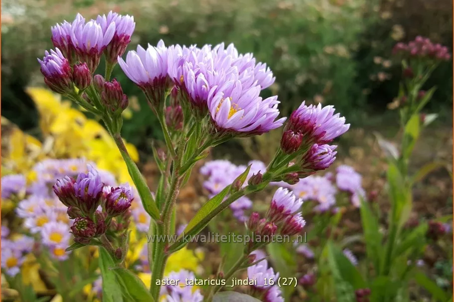 Aster tataricus 'Jindai'
