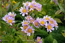 Aster tataricus 'Jindai'