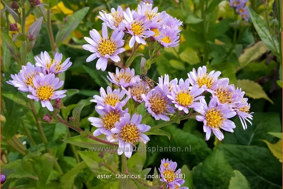 Aster tataricus 'Jindai'