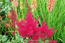 Astilbe japonica 'Montgomery'