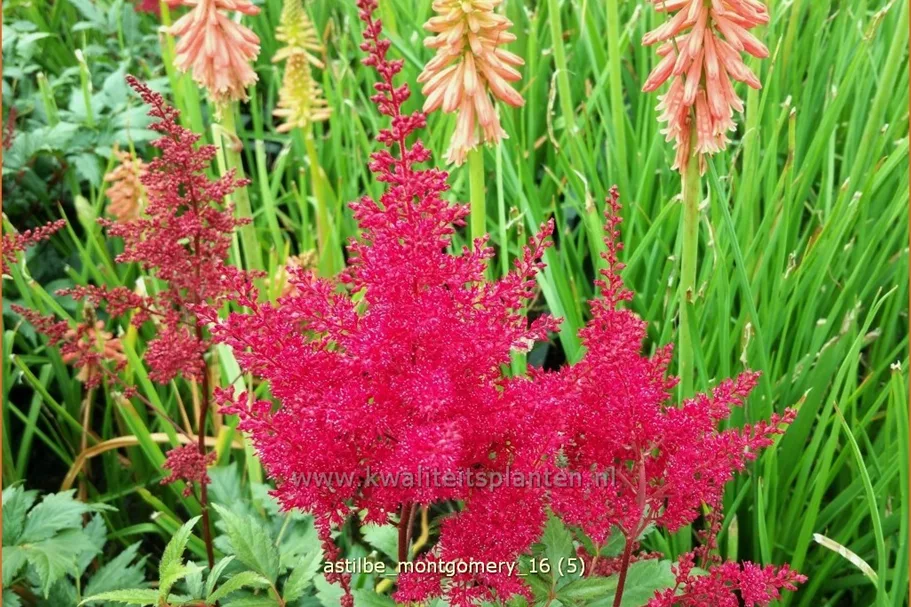Astilbe japonica 'Montgomery'