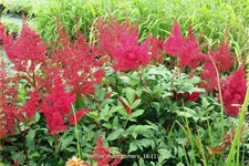 Astilbe japonica 'Montgomery'