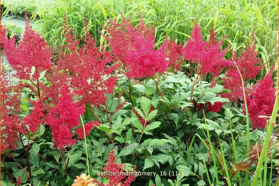Astilbe japonica 'Montgomery'