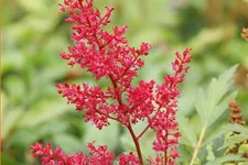 Astilbe japonica 'Montgomery'