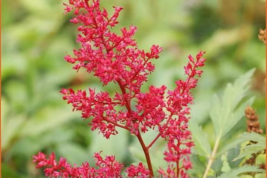 Astilbe japonica 'Montgomery'