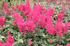 Astilbe japonica 'Montgomery'