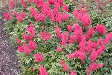 Astilbe japonica 'Montgomery'