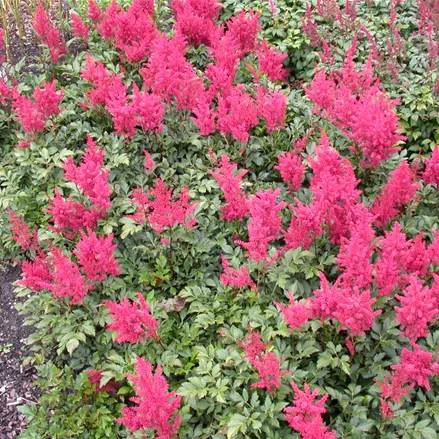Astilbe japonica 'Montgomery'