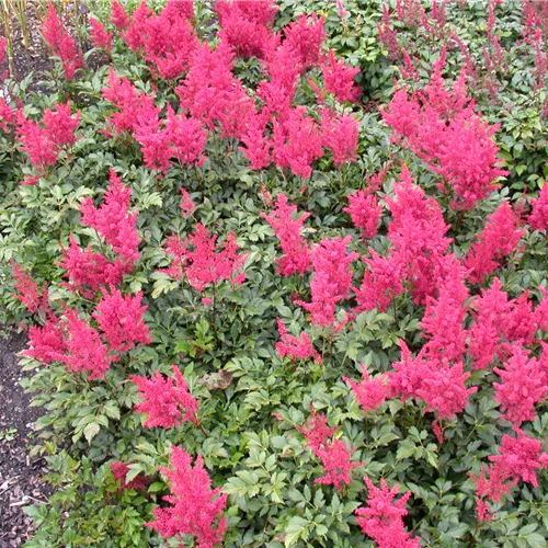 Astilbe japonica 'Montgomery'