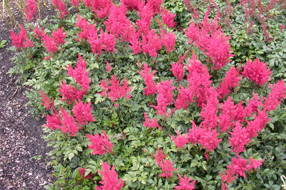 Astilbe japonica 'Montgomery'