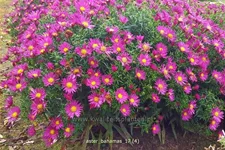 Aster dumosus 'Bahamas'®