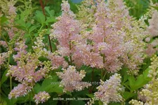 Astilbe x arendsii 'Peach Blossom'