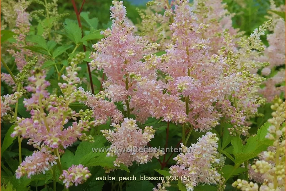 Astilbe x arendsii 'Peach Blossom'