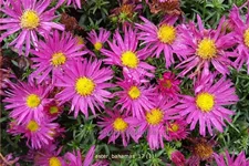 Aster dumosus 'Bahamas'®