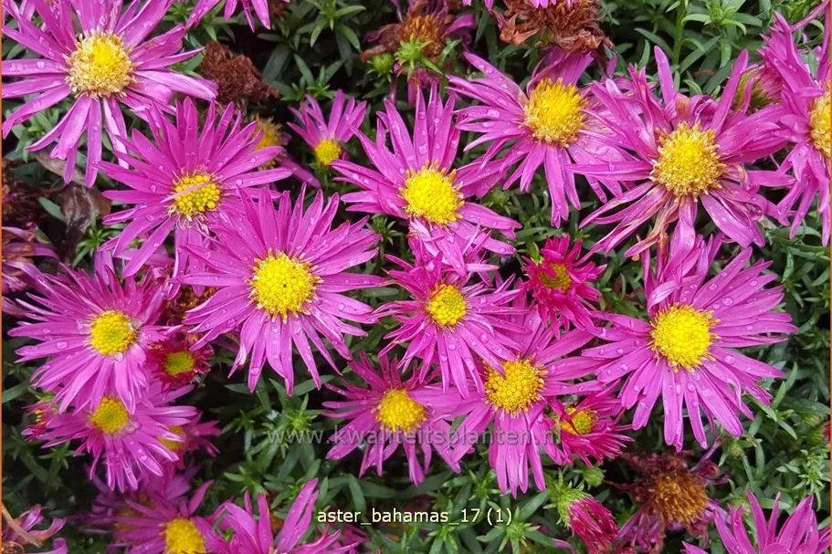 Aster dumosus 'Bahamas'®