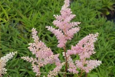 Astilbe x arendsii 'Peach Blossom'
