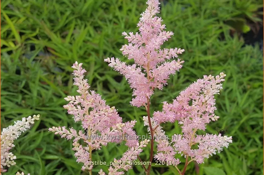Astilbe x arendsii 'Peach Blossom'