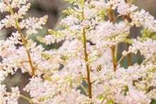 Astilbe x arendsii 'Peach Blossom'