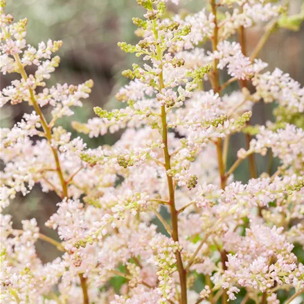 Astilbe x arendsii 'Peach Blossom'