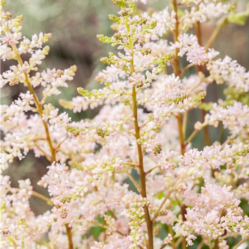 Astilbe x arendsii 'Peach Blossom'