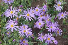 Aster thomsonii