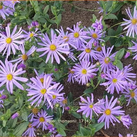 Aster thomsonii
