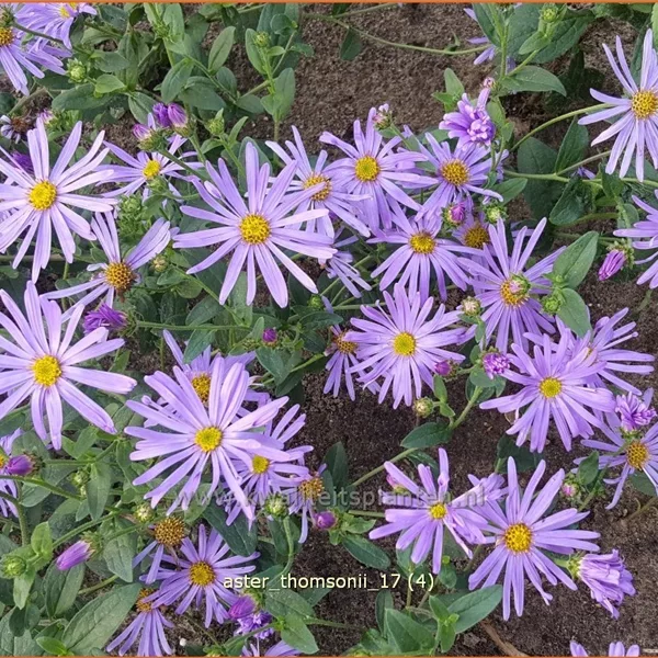 Aster thomsonii