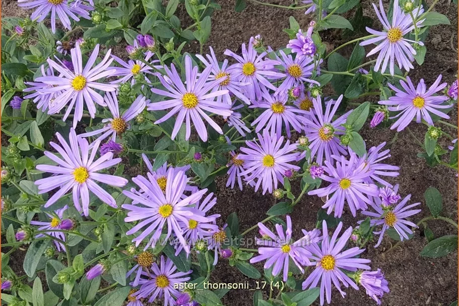 Aster thomsonii