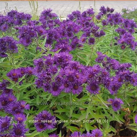 Aster novae-angliae 'Helen Picton'