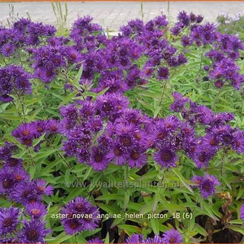 Aster novae-angliae 'Helen Picton'