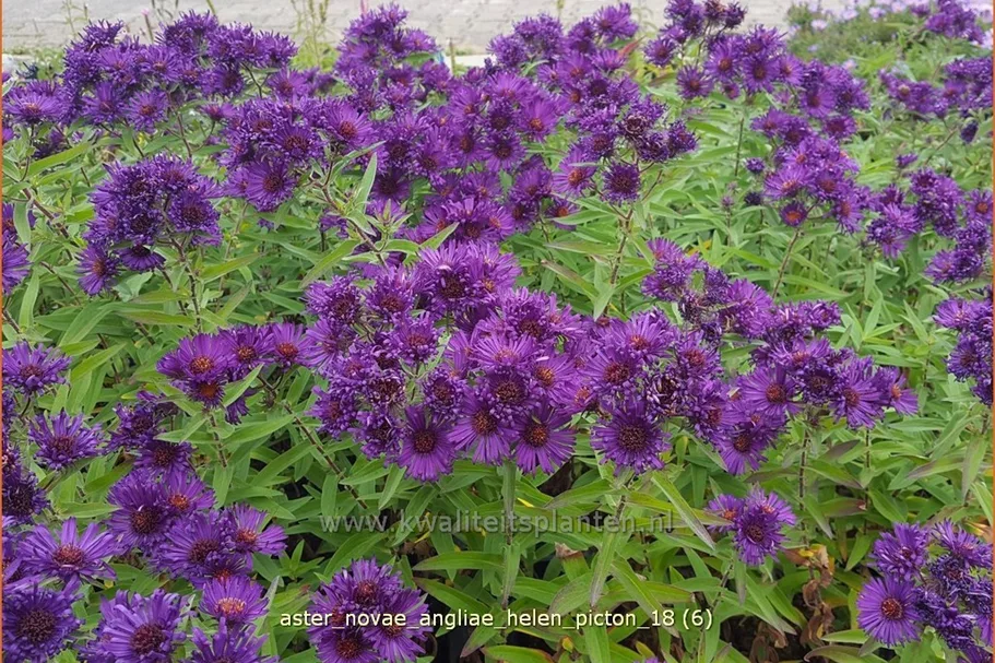 Aster novae-angliae 'Helen Picton'