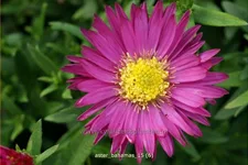 Aster dumosus 'Bahamas'®