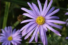 Aster thomsonii