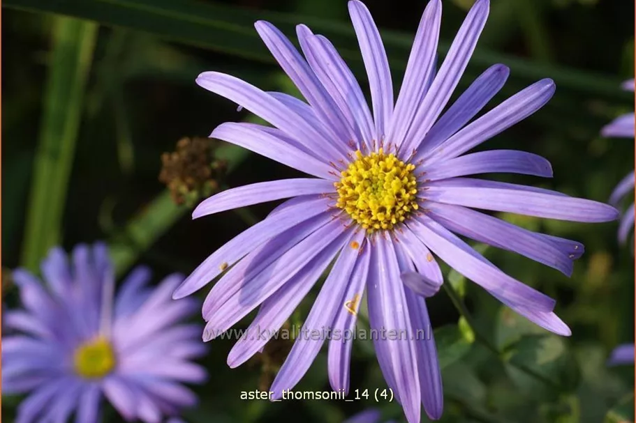 Aster thomsonii