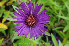 Aster novae-angliae 'Helen Picton'