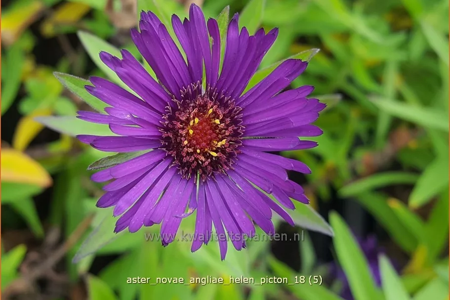 Aster novae-angliae 'Helen Picton'