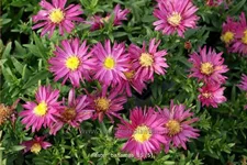 Aster dumosus 'Bahamas'®