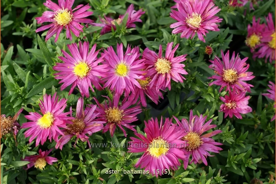 Aster dumosus 'Bahamas'®