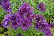 Aster novae-angliae 'Helen Picton'