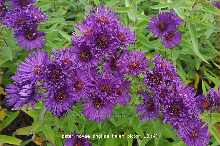 Aster novae-angliae 'Helen Picton'