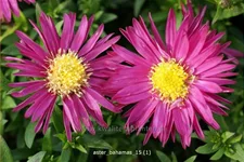 Aster dumosus 'Bahamas'®