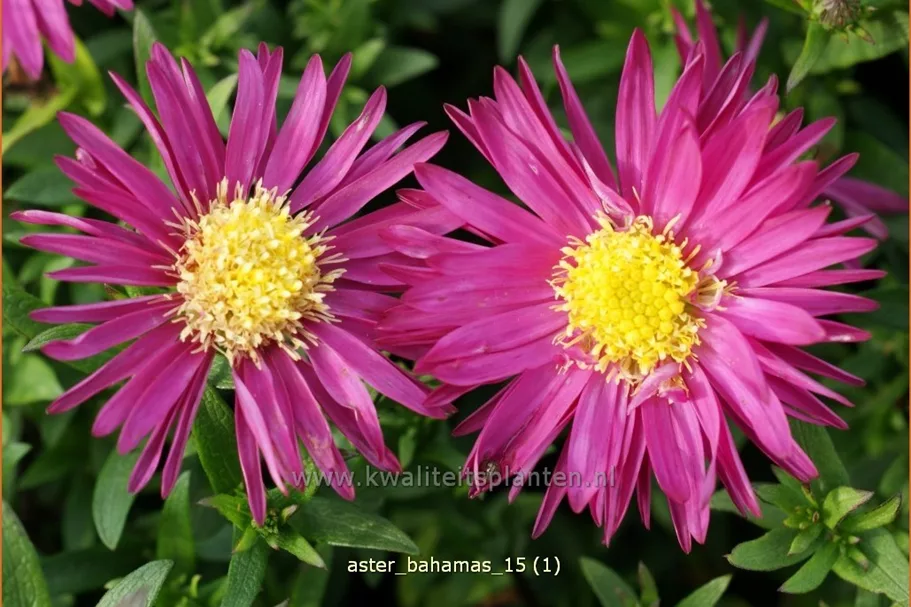 Aster dumosus 'Bahamas'®