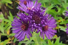 Aster novae-angliae 'Helen Picton'