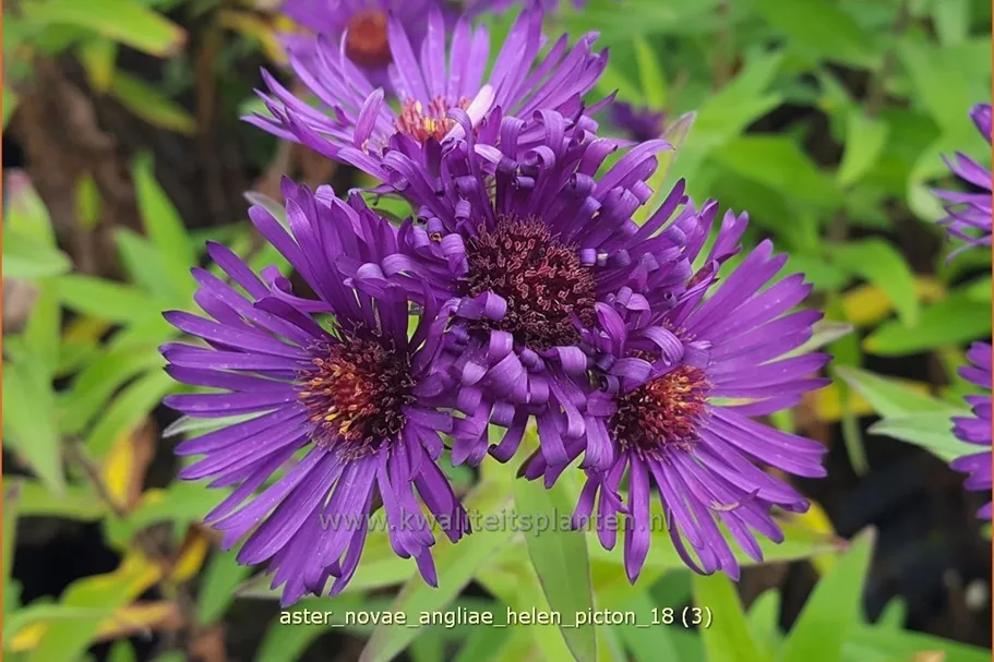 Aster novae-angliae 'Helen Picton'