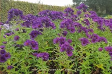 Aster novae-angliae 'Helen Picton'