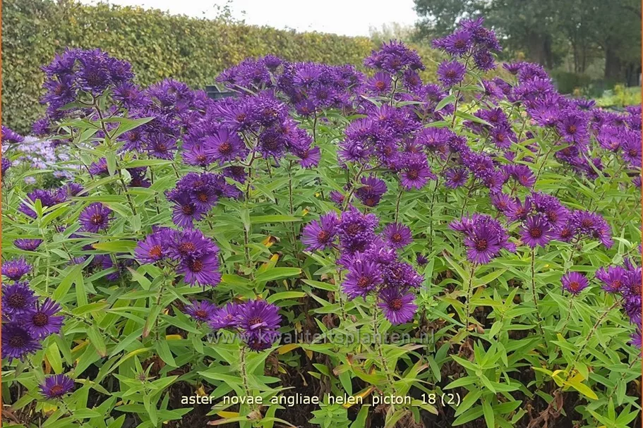 Aster novae-angliae 'Helen Picton'