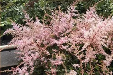 Astilbe glaberrima 'Sprite'
